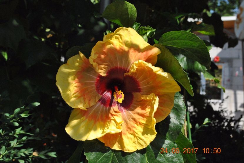 Herm Geller - Hibiscus - Herm Geller