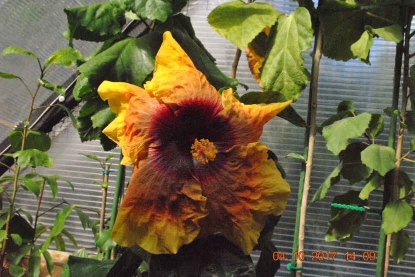 Herm Geller - Hibiscus - Herm Geller