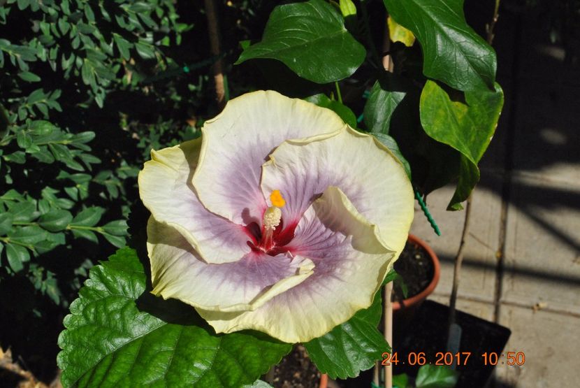  - Hibiscus - Tahitian Tau