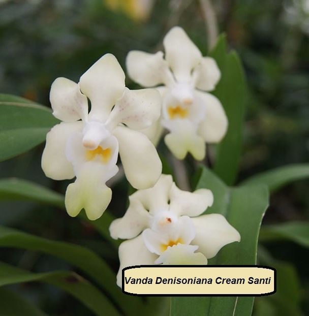 Vanda denisoniana cream santi - 180 - VANDUTE