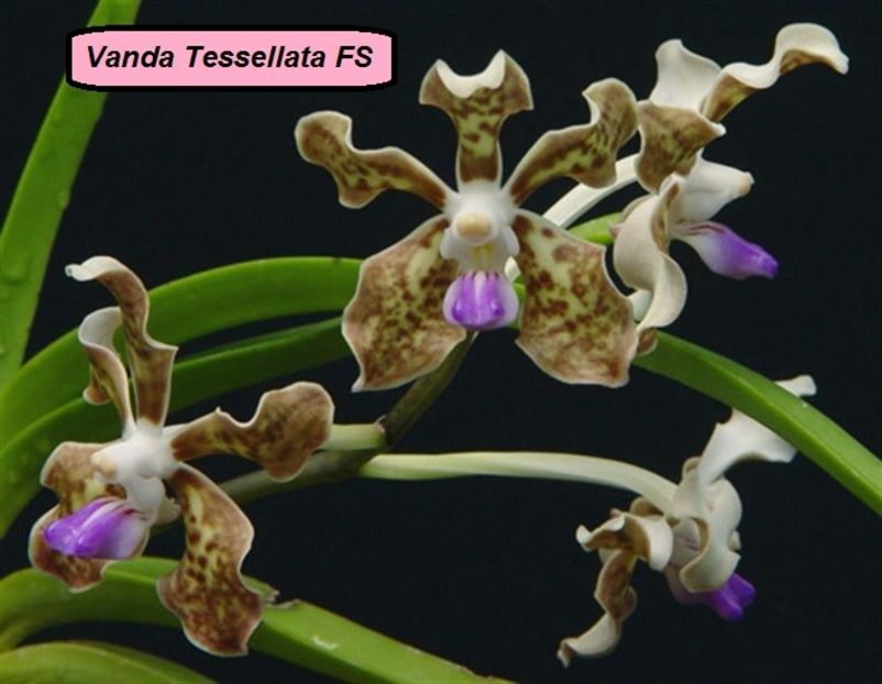 vanda tessellata FS - 190 lei - VANDUTE