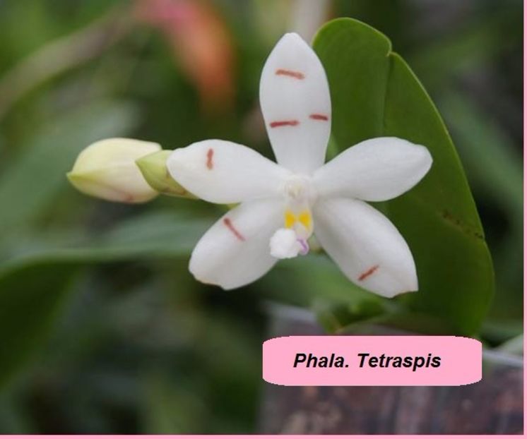 phala tetraspis FS - 110 lei - VANDUTE