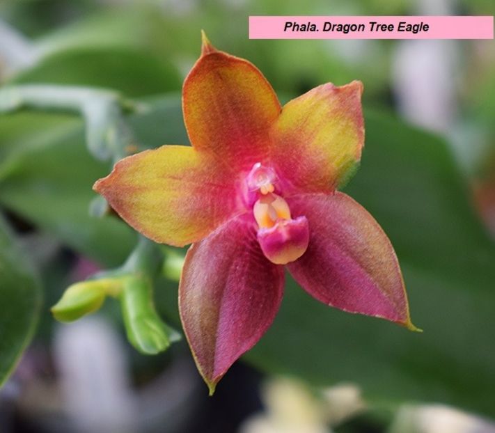 Phalaenopsis Dragon Tree Eagle floare - VANDUTE