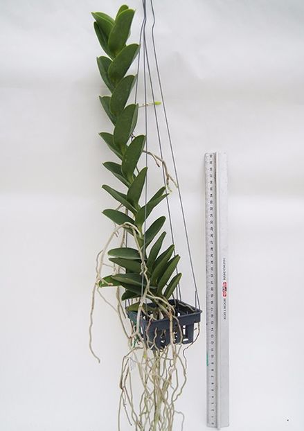 Trichoglottis atropurpurea FS - 175 lei - VANDUTE