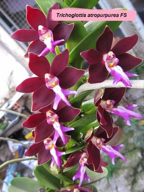 Trichoglottis atropurpurea flori - VANDUTE