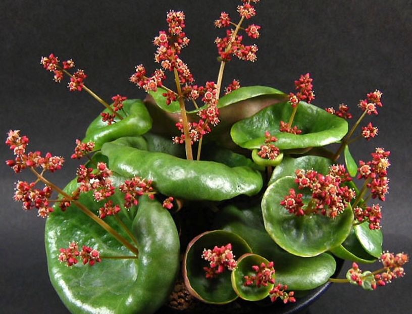 crassula umbella wine cup - 011 Dorinte