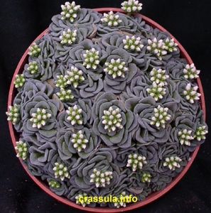 Crassula celia - 011 Dorinte