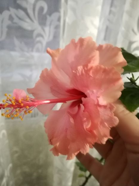  - 2017 Hankins Sport