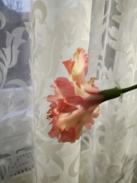  - 2017 Hankins Sport