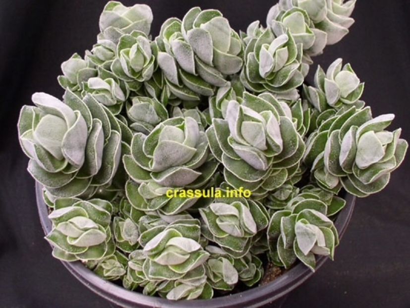 Crassula Ivory pagoda - 011 Dorinte