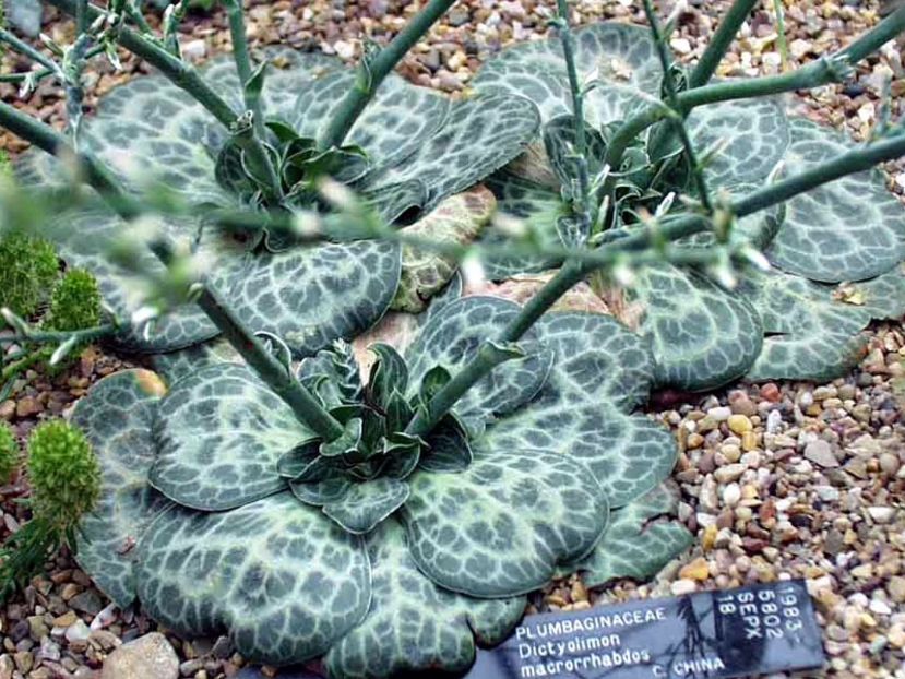 Dictyolimon macrorrhabdos - 011 Dorinte