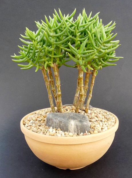 Crassula tetragona - 011 Dorinte