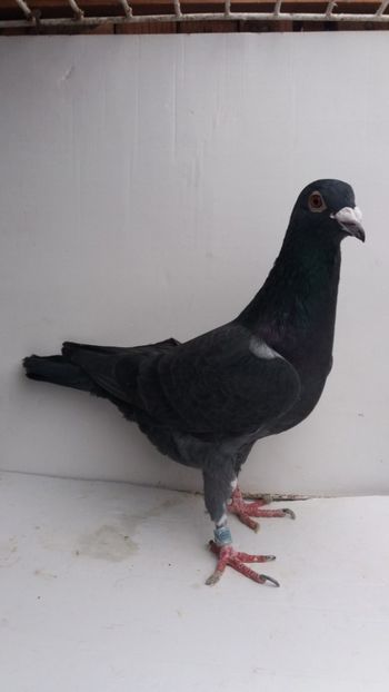 M 2016 vandut - De! voiajori vanduti