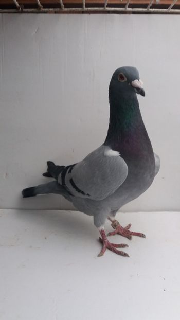 M 2012 vandut - De! voiajori vanduti