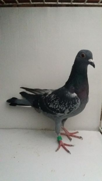 vandut - De vanzare voiajori pui 2017