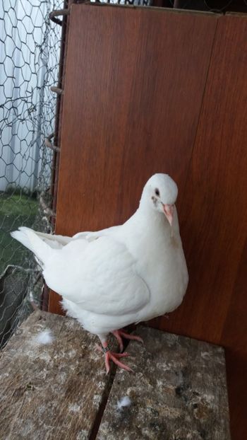 F 2017 vanduta - De vanzare kingi