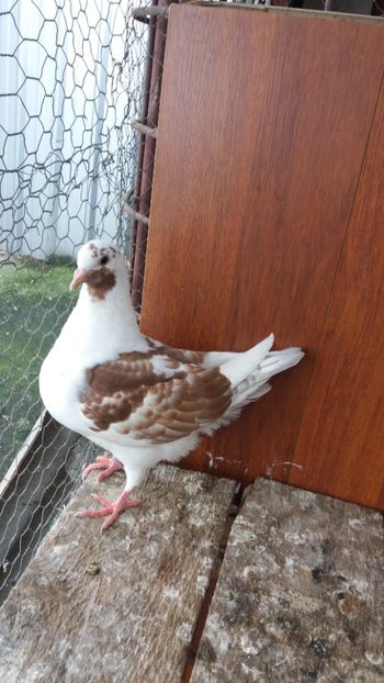 2017 vanduta - De vanzare kingi