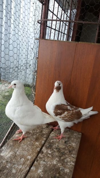 2017 vanduti - De vanzare kingi