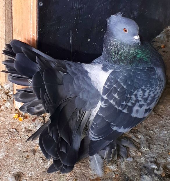  - Voltati indieni matca 2018