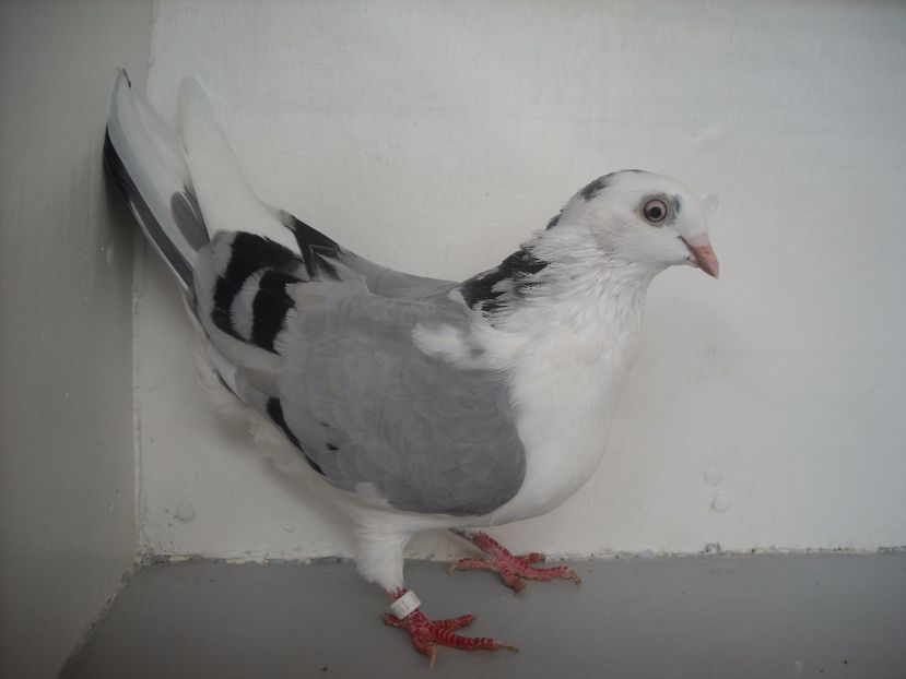  - PORUMBEI CARE MI AU APARTINUT