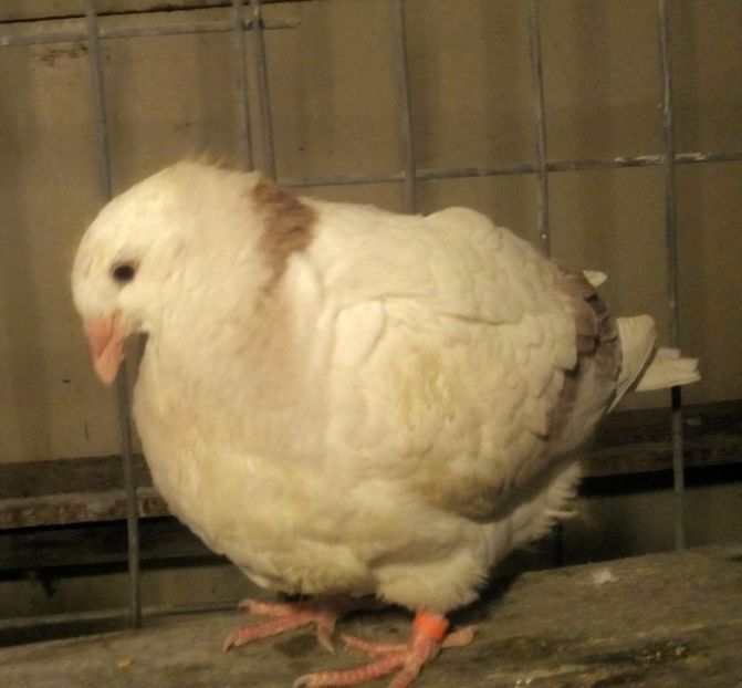 FETITA cu ESARFA - ARGINTII-VANDUTI