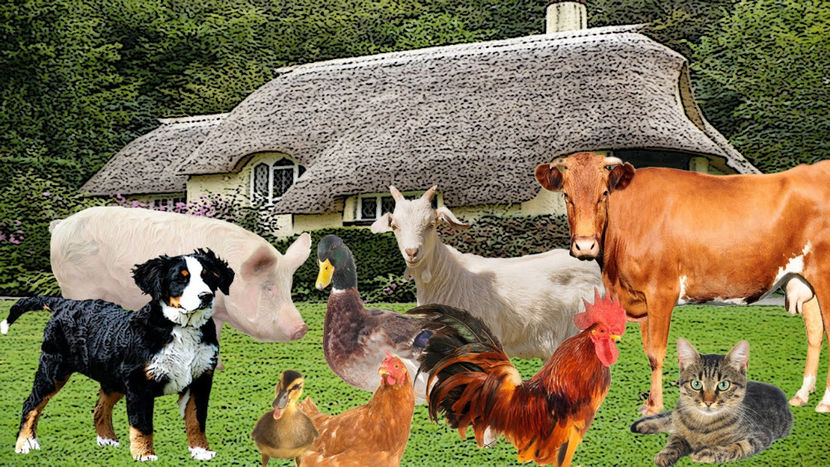 maxresdefault - Animale desenate