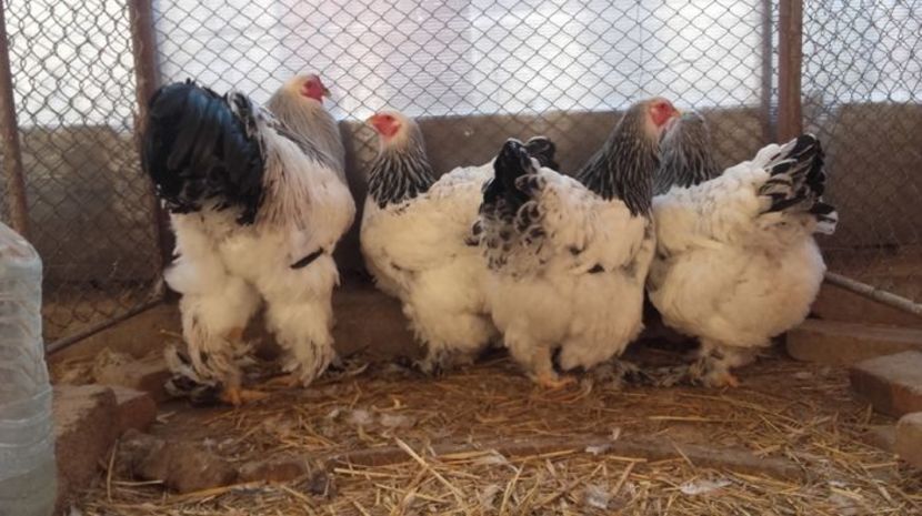 105247275_IUYJVPQ - CONTACT