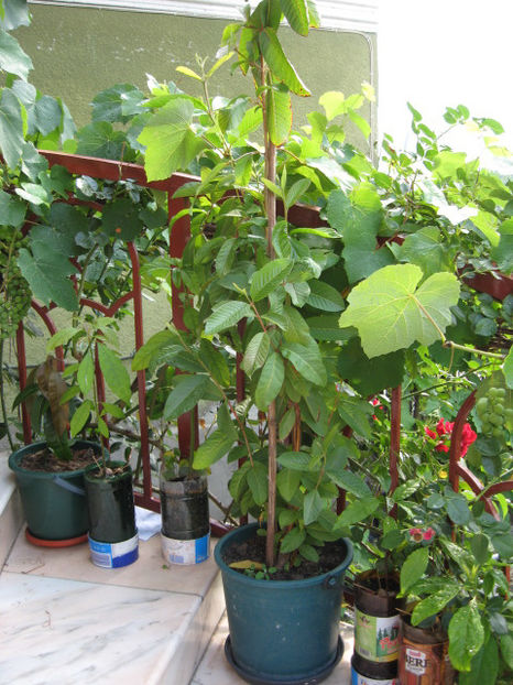 Picture 8210 - Guava - PSIDIUM GUAJAVA