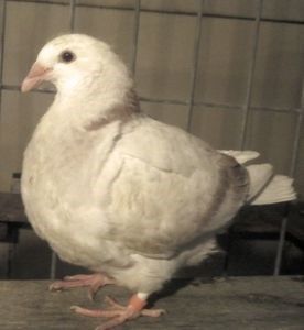 POZE NOAPTEA - ARGINTII-VANDUTI