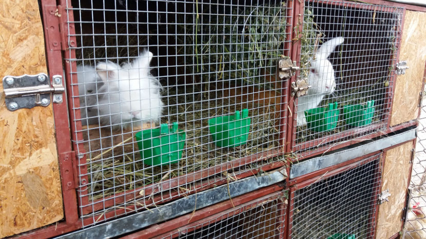 20171119_132635[1] - CUSTILE IEPURILOR