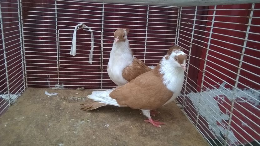  - Galateni baltati pe galben