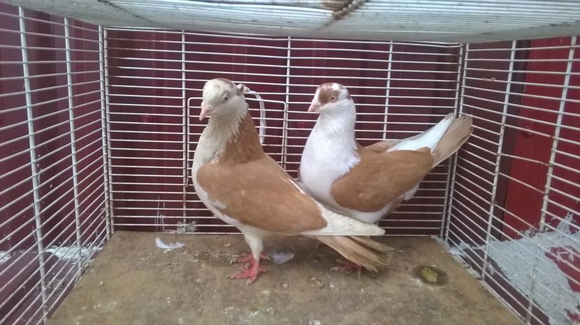  - Galateni baltati pe galben