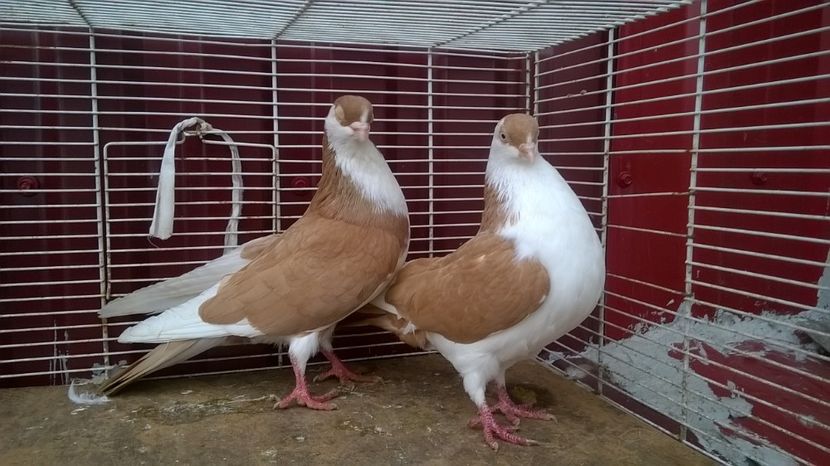  - Galateni baltati pe galben