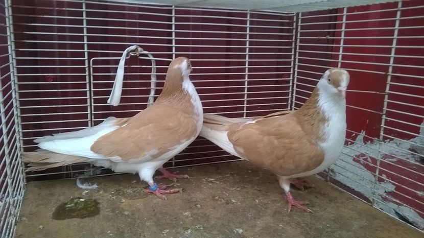  - Galateni baltati pe galben