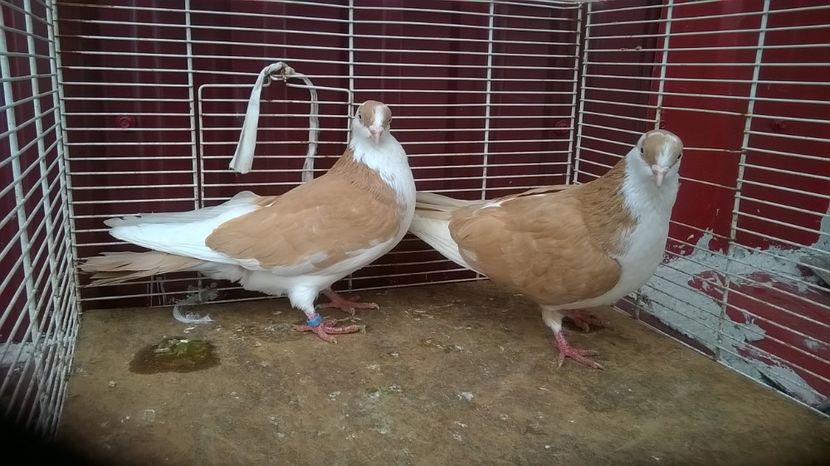  - Galateni baltati pe galben