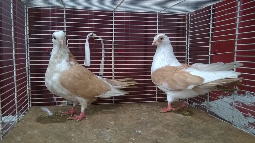  - Galateni baltati pe galben