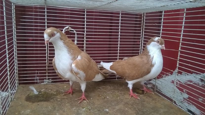  - Galateni baltati pe galben