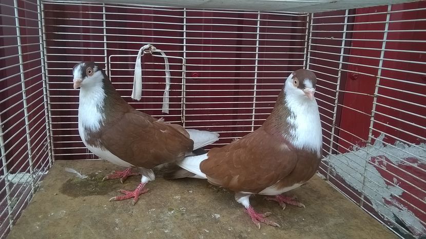  - Galateni baltati pe galben