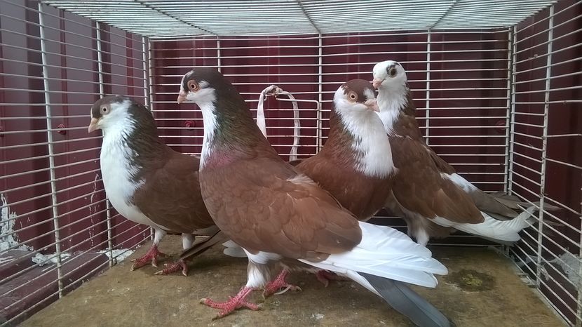  - Galateni baltati pe galben