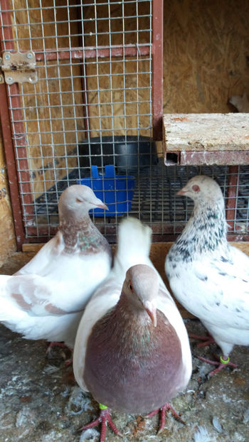 20171119_144227[1] - PORUMBEI TEXANI LINIE UNGARIA