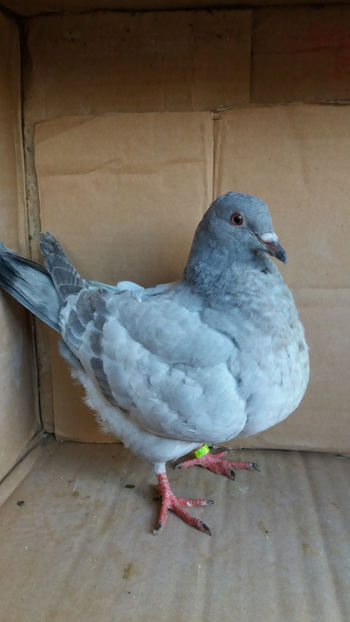 20171119_143907[1] - PORUMBEI TEXANI LINIE UNGARIA