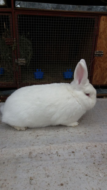 20171119_125340[1] - MASCULI NEOZEELANDEZ DE VANZARE NOIEMBRIE 2017