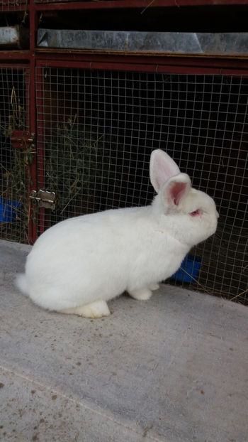 20171119_125201[1] - MASCULI NEOZEELANDEZ DE VANZARE NOIEMBRIE 2017