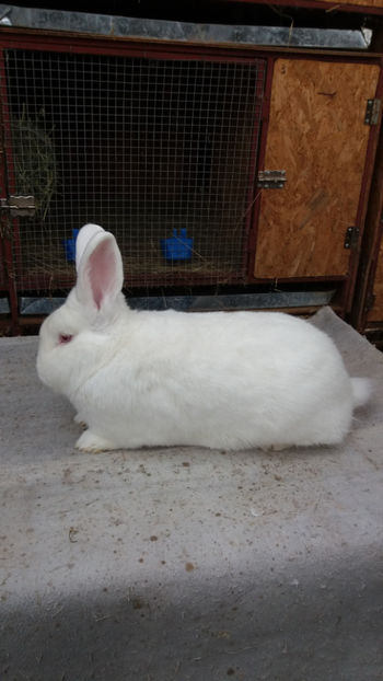 20171119_125517[1] - MASCULI NEOZEELANDEZ DE VANZARE NOIEMBRIE 2017