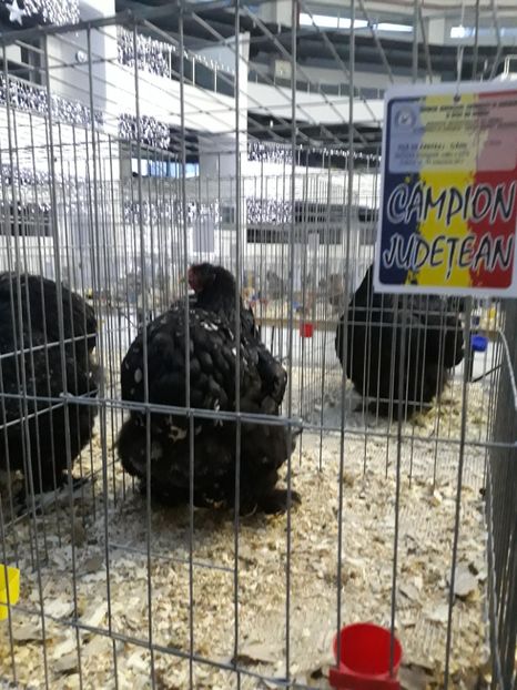  - Campioana cochin bobat craiova 2017