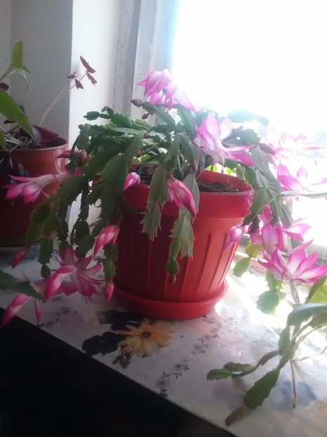  - Schlumbergera