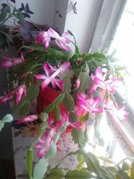  - Schlumbergera