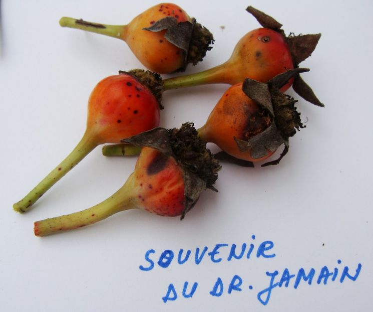 macese Souvenir du Dr. Jamain - Trandafiri din seminte - experiment 2017-2018