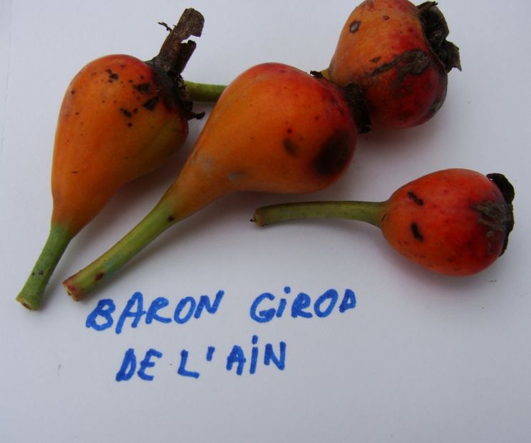 macese Baron Girod de L'Ain - Trandafiri din seminte - experiment 2017-2018
