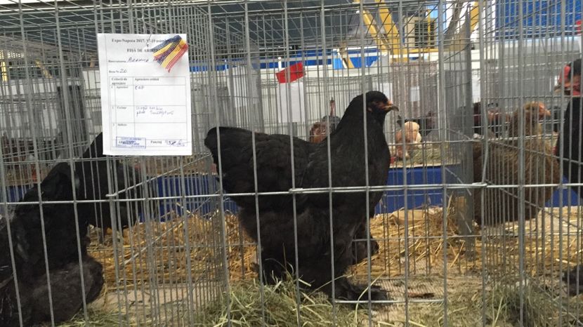 image - Expo Napoca Noiembrie 2017